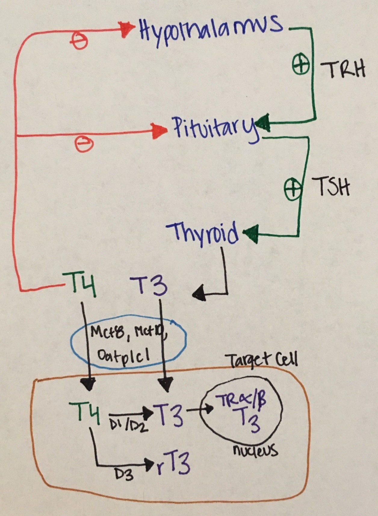 Figure 8 Phathophysiological Aspects Thyroid